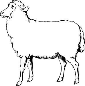 Carré d’agneau